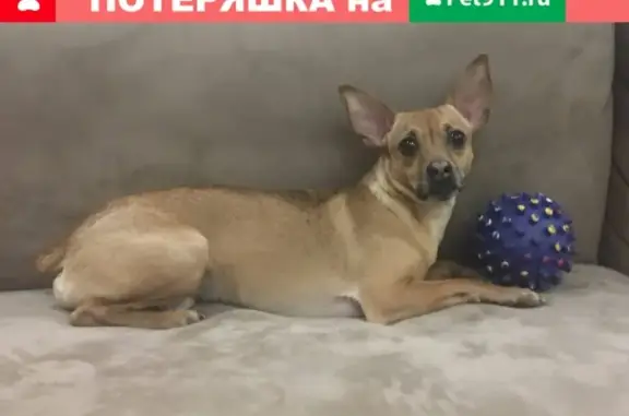 Собаки потеряшки, , фото: Потеряшка собака Стив на ул. Олимпийской, Куса, Челябинская обл.