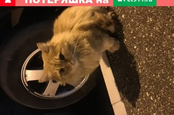 Потерянный рыжий кот в Нижнем Новгороде
