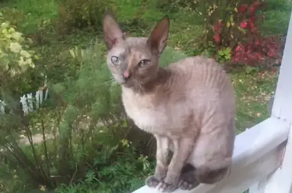 Пропала кошка Хлоя в Московской области, вознаграждение в Москве