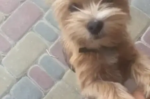 Потерянные животные Ростов-на-Дону, фото: Пропала собака Йорк на ул. Вятская, Ростов-на-Дону