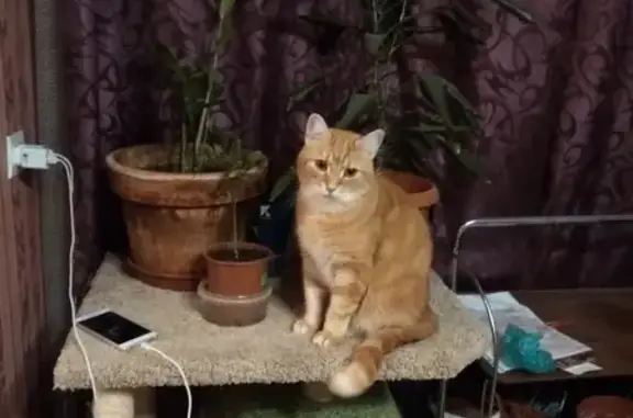 Кошки потеряшки, Санкт-Петербург, фото: Потеряшка кошка Леопольд на улице Лёни Голикова, 9.