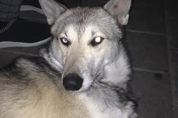 Найдена потерянная собака в Сочи.