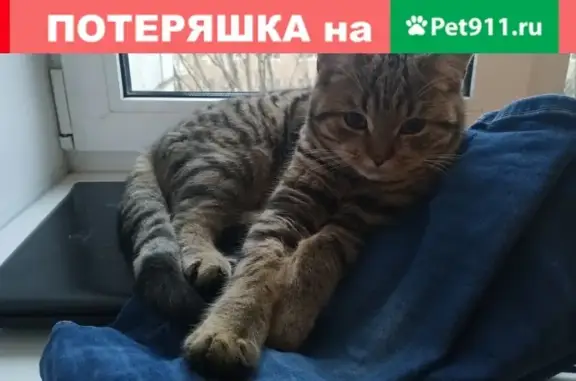 Найдена ласковая кошка на пр. Победы, Казань