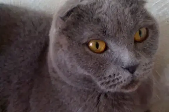 Кошки потеряшки, Санкт-Петербург, фото: Потеряшка шотландский кот в СПб, адрес: 5-й Предпортовый проезд, 4к1