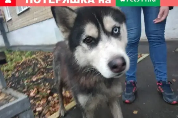 Найдена собака на пр. 50 лет Октября, 17 Б, Саранск