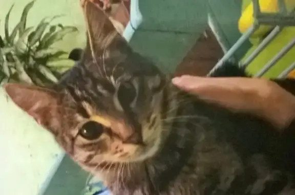 Найден пушистый котик на ул. Колхозной, Балашиха