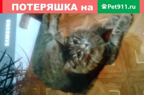Пропала кошка в селе Строчково, Городец, Нижегородская обл.