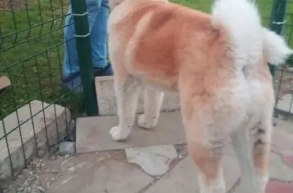 Пропала собака Аки в Strugi Krasnye, Pskov Oblast