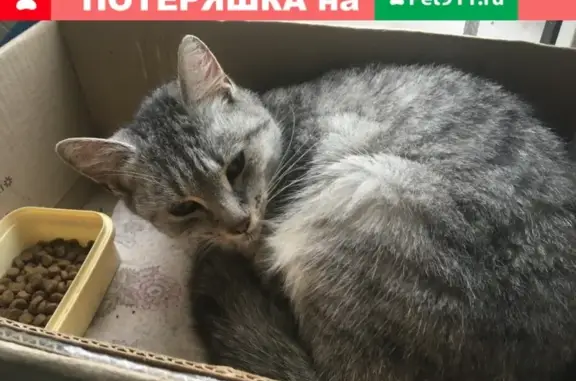Найдена кошка на улице Ногина, 1.