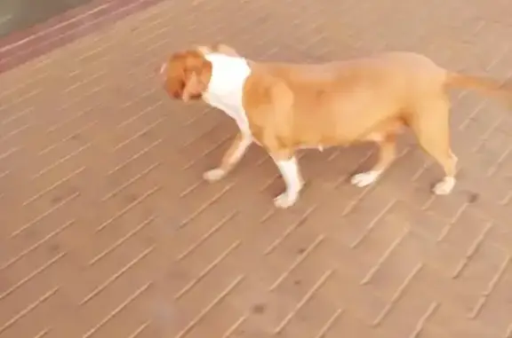 Собака найдена возле торгового комплекса в Краснодаре