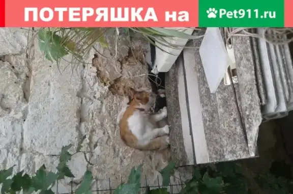 Пропала кошка Кошечка на Русской улице в Евпатории
