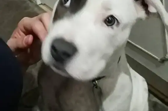 Собаки потеряшки, , фото: Потеряшка пёс Буч в районе Колонка, Нальчик, Россия.