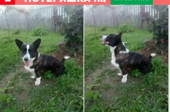 Пропала собака в Владимирской области.