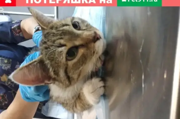 Найден кот на ул. Яблочкова, 35Б (с особенностями)