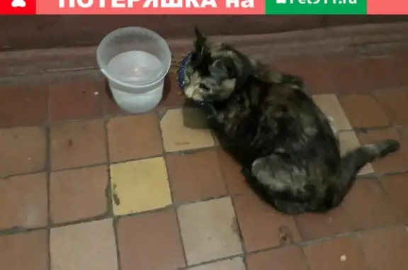Найдена домашняя кошка на 15-й Парковой улице, Москва