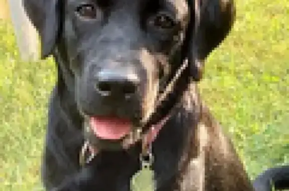 Пропала собака Черный лабрадор в Москве.