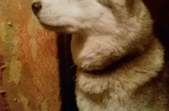 Найдена собака хаски/маламут в Казани, Юдино.