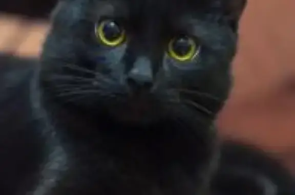 Пропала черная кошка Персик в Ростове-на-Дону
