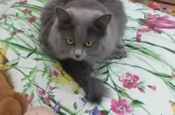 Кошки потеряшки, Тюмень, фото: Потеряшка кошка Пуся в Тюмени.