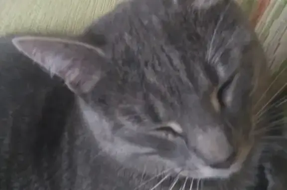 Кошки потеряшки, Москва, фото: Потеряшка кошка на ул. Паршина, Москва