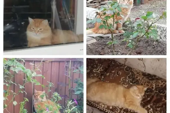 Кошки потеряшки, Ростов-на-Дону, фото: Потеряшка кот по ул. Шаповалова 54а, Ростов-на-Дону