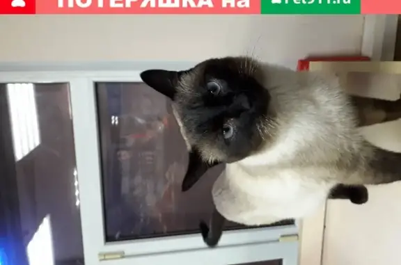 Найдена кошка в Уфе, Респ. Башкортостан, Россия