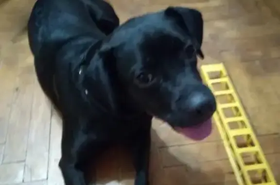 Найдена собака на остановке Корнейчука 24 в Москве