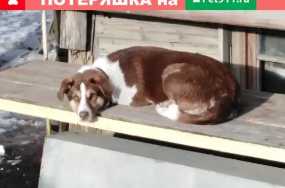 Пропала собака Рэкс из дома в Волгограде.