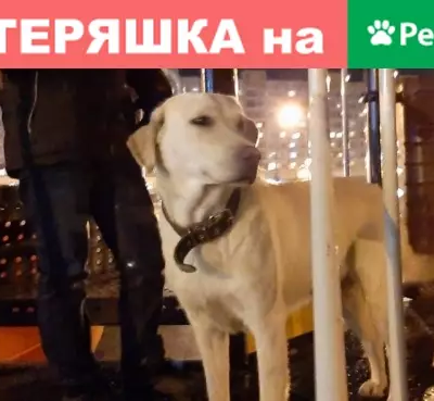 Найдена собака возле ТЦ Плаза в Обнинске
