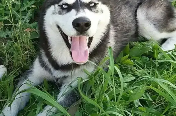 Собаки потеряшки, Барнаул, фото: Потеряшка собака в центральном р-оне, Песчаная, Димитрова, Некрасова, Промышленная.