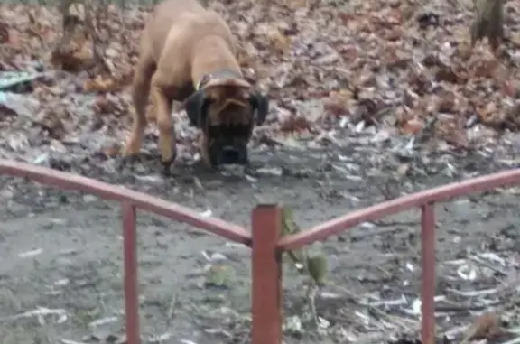Найдена собака в Видном, ищет хозяина