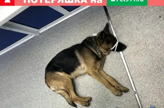 Найдена собака на Качугском тракте, Иркутск