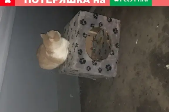 Найдена кошка на ул. Веерная 26к1 в Москве