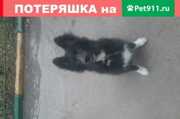 Пропала собака на пересечении Грузинской и Б-покровской в Нижнем Новгороде