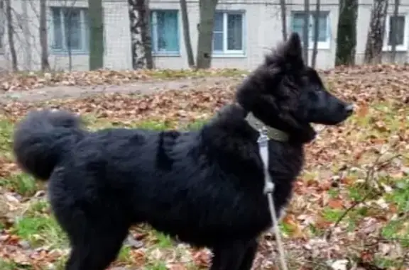 Найдена собака на Кировоградской улице, ищет новый дом.