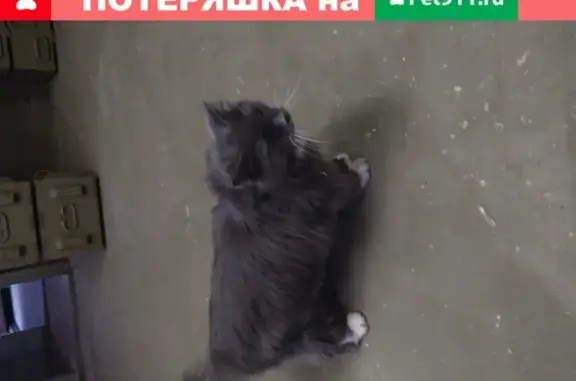 Пропала кошка: Октябрьская улица, 43