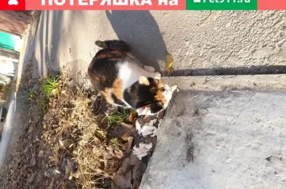 Найдена кошка, Ростов-на-Дону, фото: Найдена трехцветная кошка на ул. Калиновская, Ростов-на-Дону
