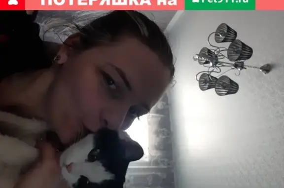 Потерянные животные Брянск, фото: Пропала кошка Кисточка, ул. Малыгина, Брянск.