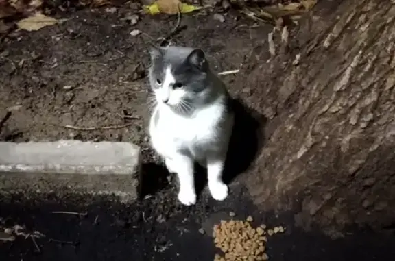 Найдена кошка на ул. Героев Панфиловцев, Москва