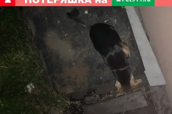 Собака на ул. Горького, д. 165, ищет хозяина