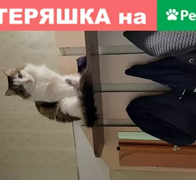 Найдена кошка, Новосибирск, фото: Новосибирск: найдена кошка на Киевской