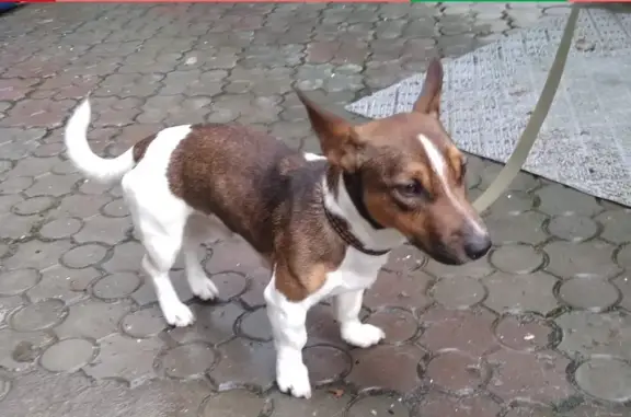 Собака Джек рассел терьера найдена в Иваново, отдадим в добрые руки!