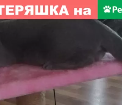 Кошки потеряшки, Ленинградская, фото: Потеряшка кот Стиш, Молодежная ул. 37, Сосновый Бор (меньше 41 символа)