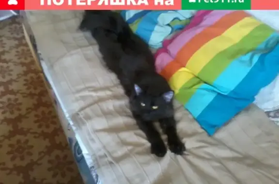 Пропала кошка в Казани: черная с белым пятнышком, 1,5 года, Беспородный, 1