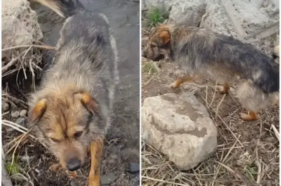 Пропала собака в Новолесном, нужна помощь.