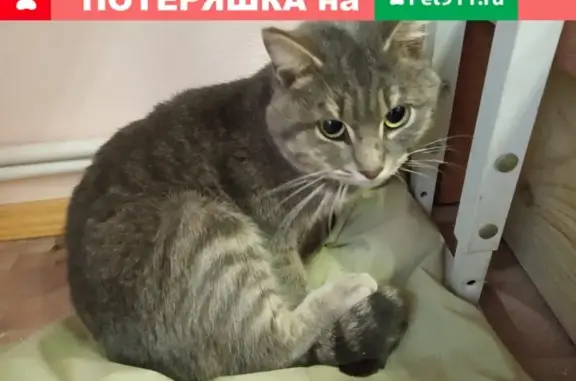 Найден серый кот на Блюхера 6-а в Екатеринбурге