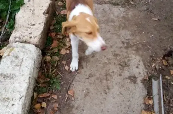 Собака с купированным хвостом и белой звездочкой найдена в Камызяке, Астраханской области