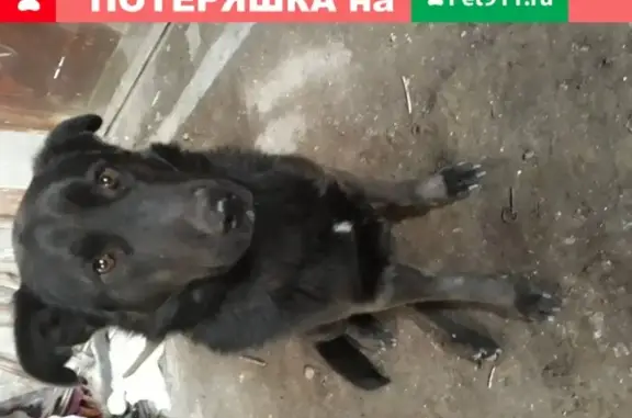 Собака найдена в Перми, Россия