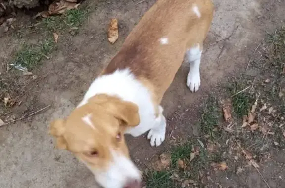 Собака с купированным хвостом найдена в Камызяке, Россия