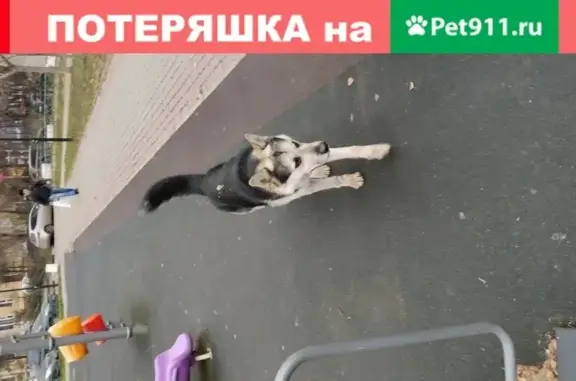 Найден дружелюбный пес в Заречье, Московская область